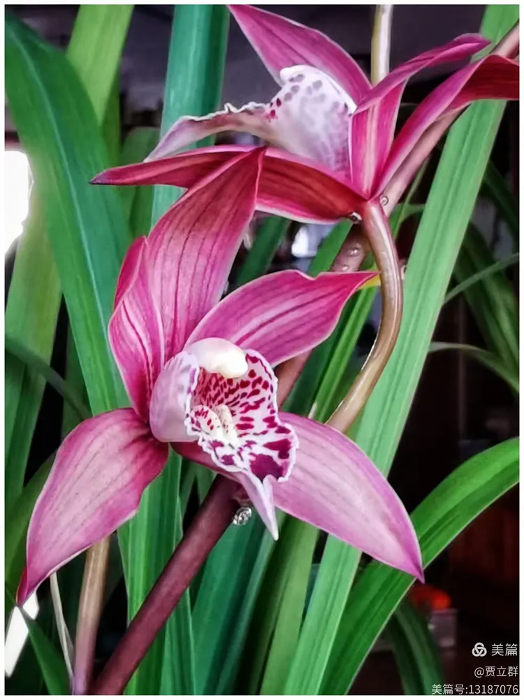 《兰花》明·薛网